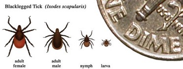 Comparative sizes of ticks
